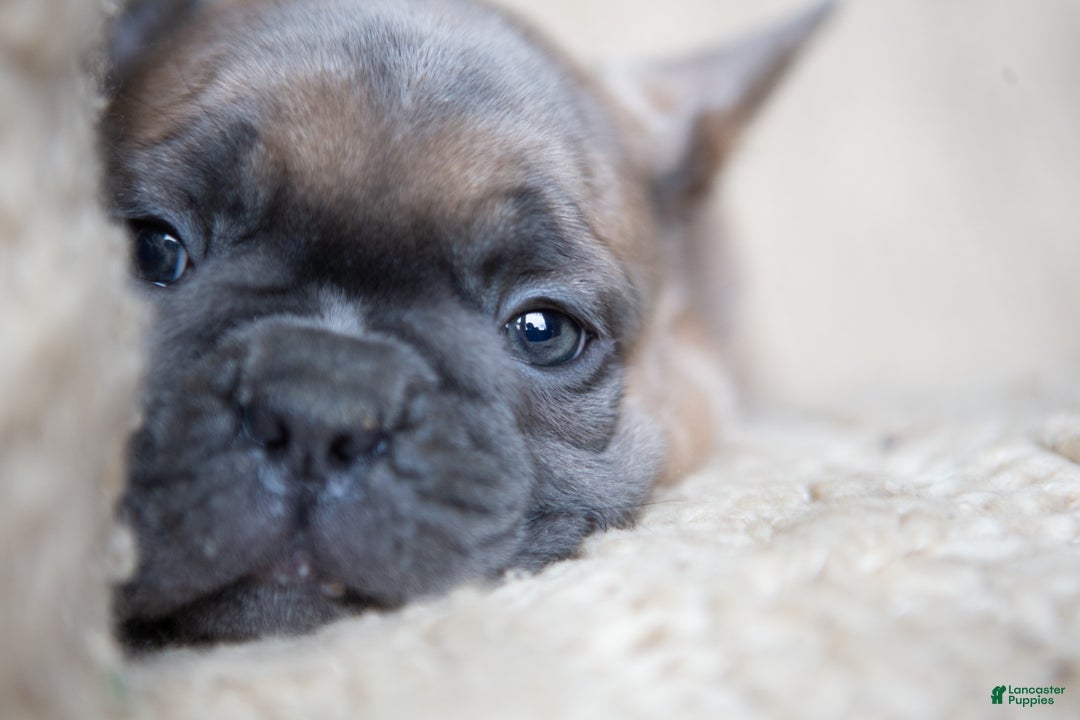 French Bulldog dogs for sale: Misty AKC - Ad 6