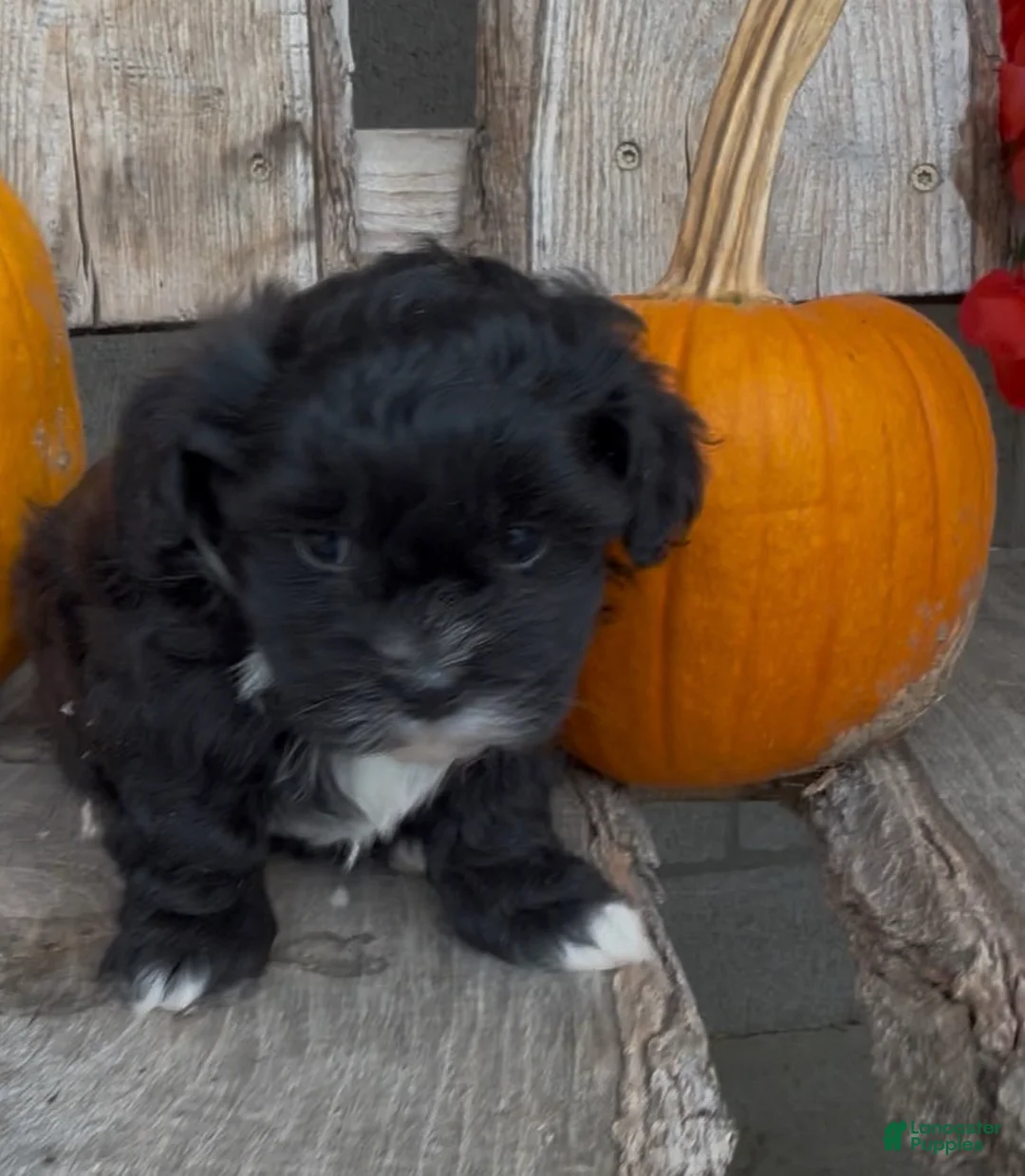 Shihpoo dogs for sale: Scout - Ad 2