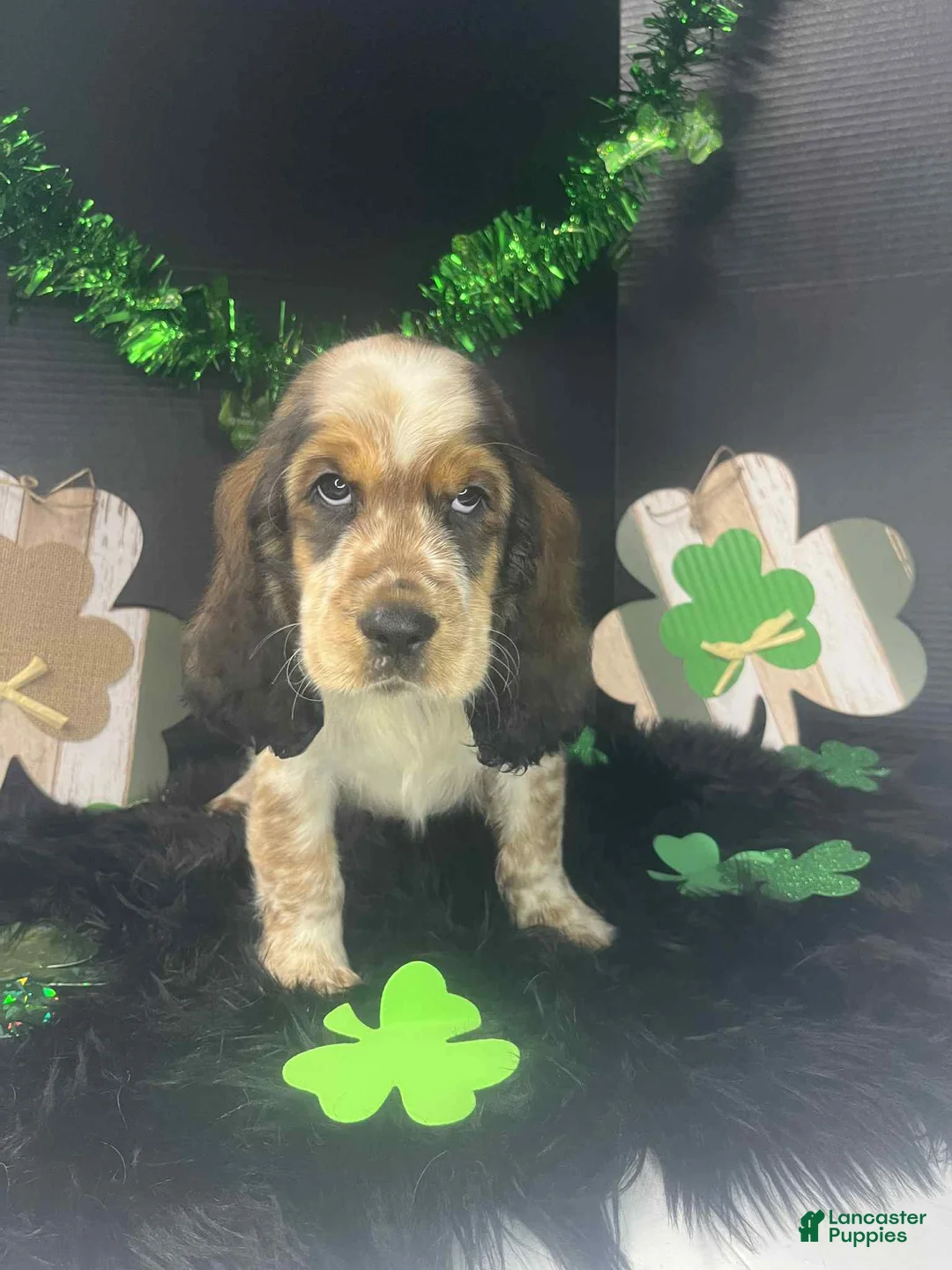 English Springer Spaniel dogs for sale: Cap'n Turbot  - Ad 1