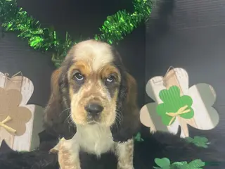 English Springer Spaniel dogs Cap'n Turbot - Ad 3