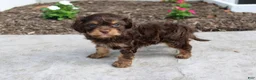 Cavapoo dogs for sale: Forrest - Ad 1
