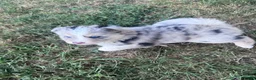 Pomsky dogs for sale: Johnny Cash - Ad 1