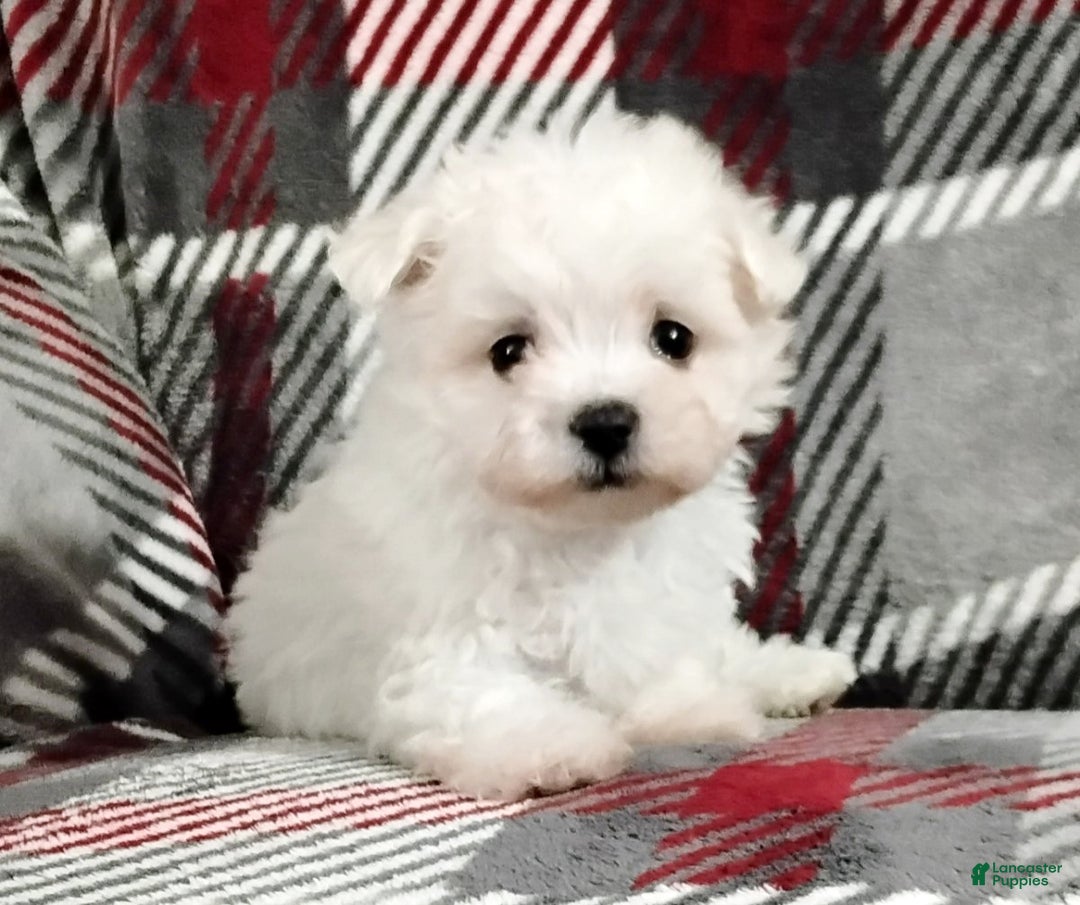 Maltese dogs for sale: Marco - Ad 4