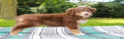 Australian Shepherd dogs for sale: Whisper - Ad 6