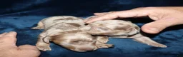 Miniature Dachshund dogs for sale: Corabeth - Ad 3
