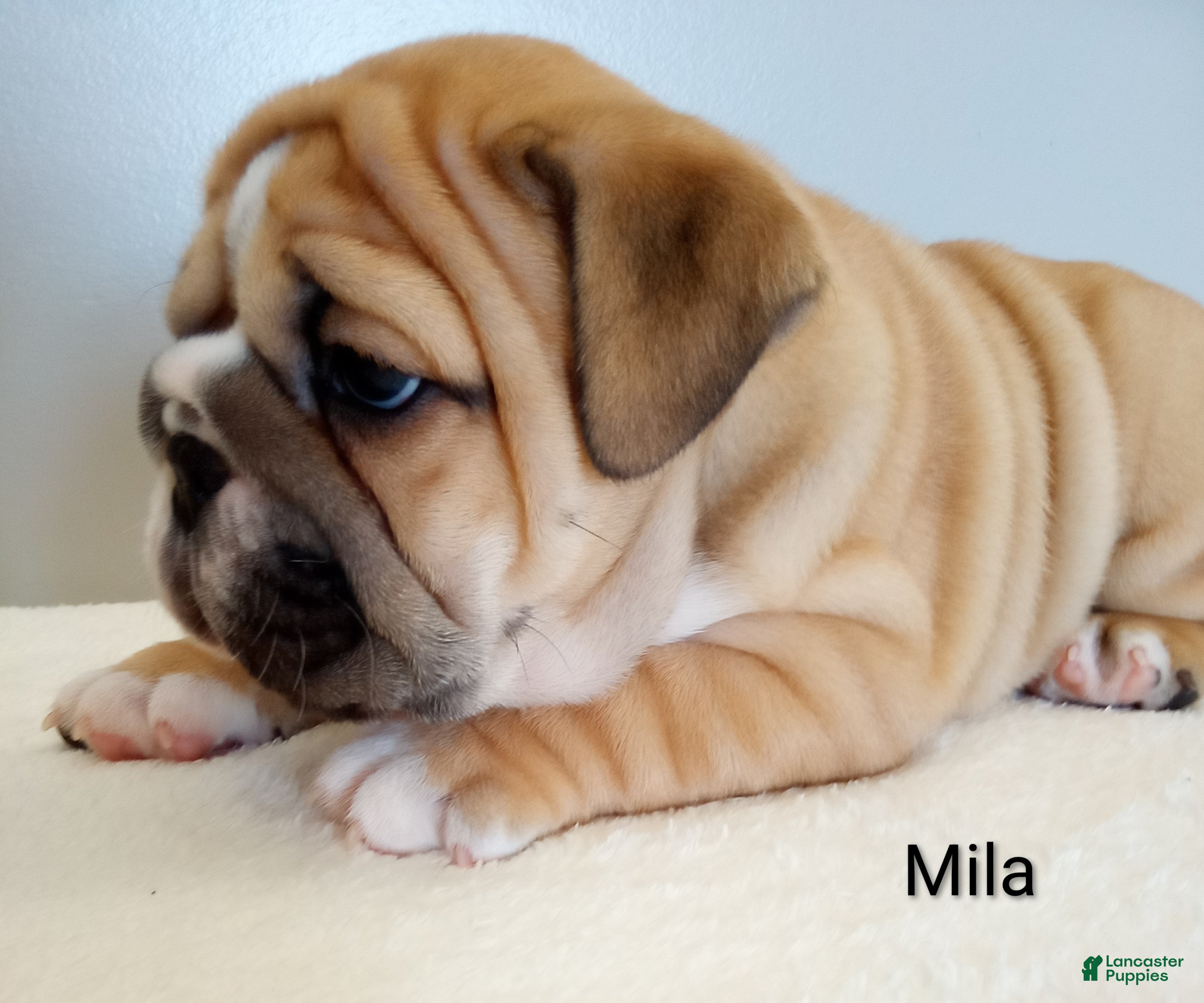 English Bulldog dogs Mila - Ad 2