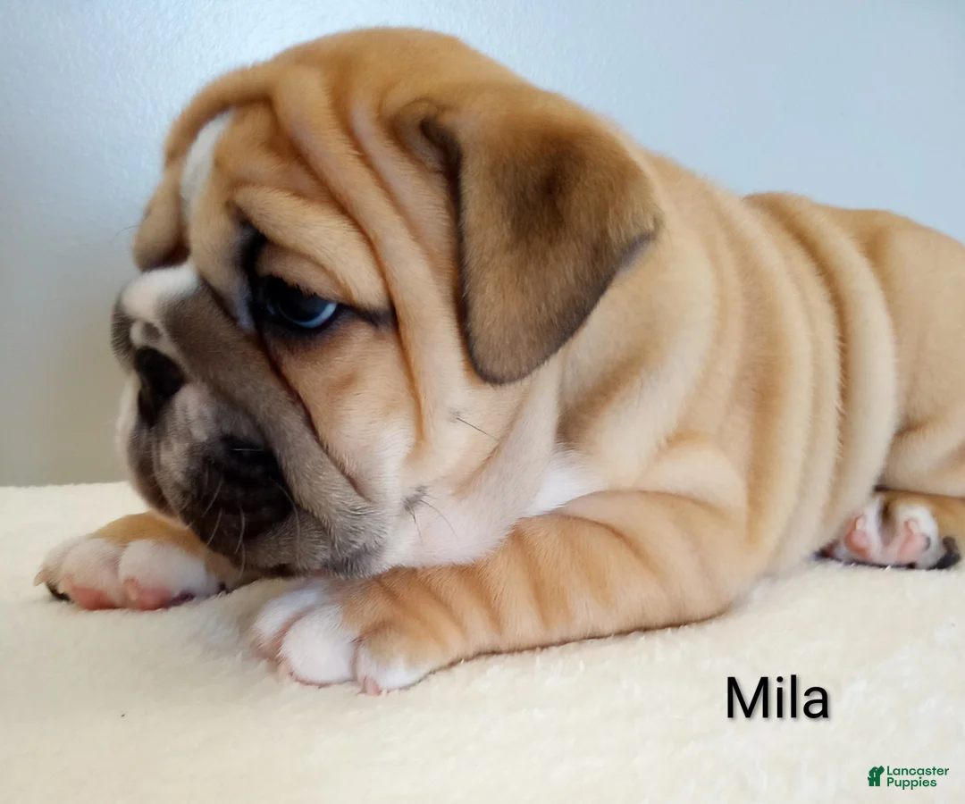 English Bulldog dogs for sale: Mila - Ad 2