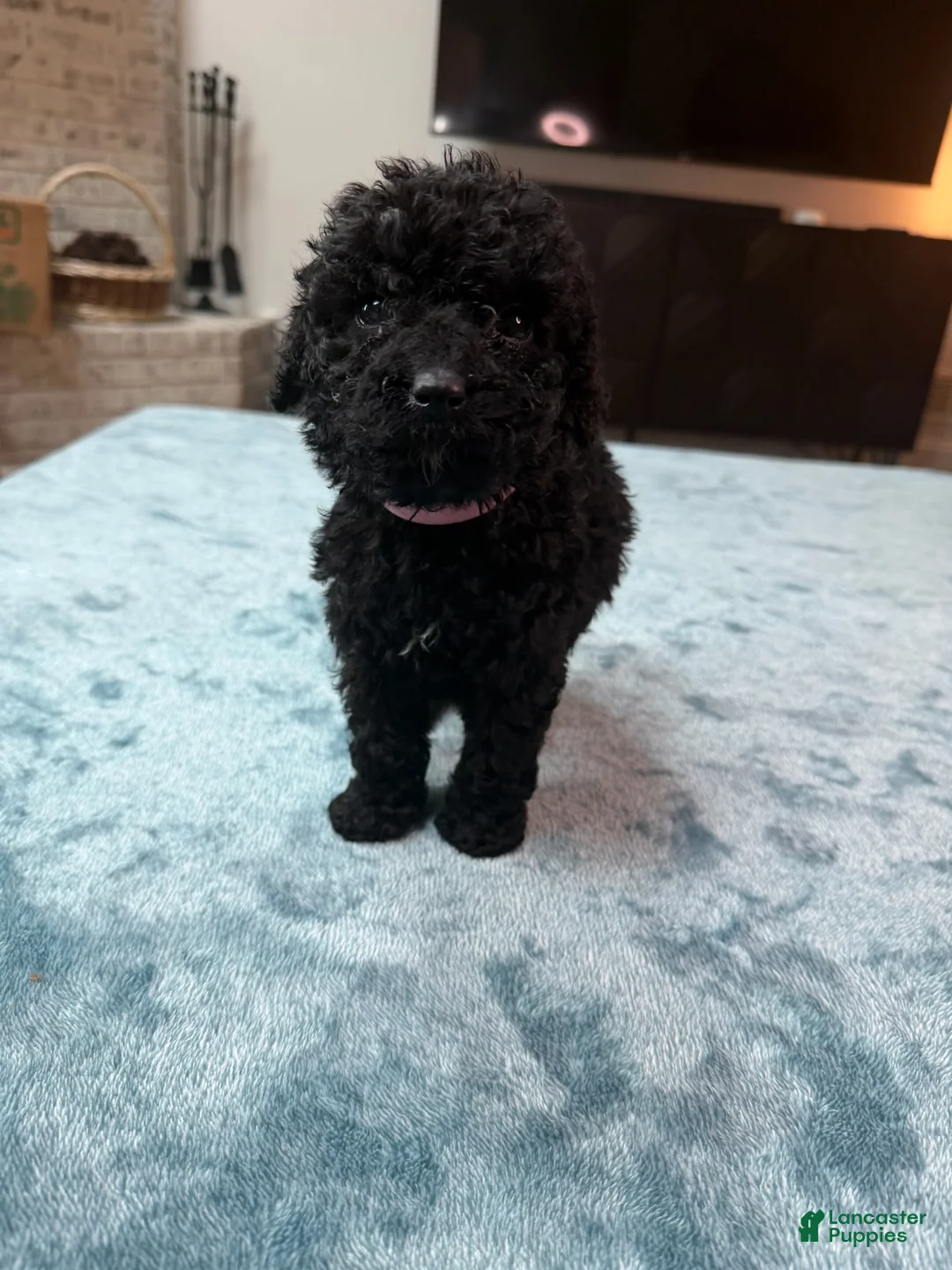 Bordoodle dogs for sale: Light Pink Girl - Ad 2