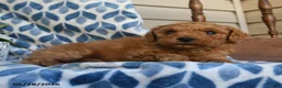 Labradoodle dogs for sale: Abasi - Ad 5