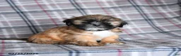 Shih Tzu dogs for sale: Sandy - Ad 1