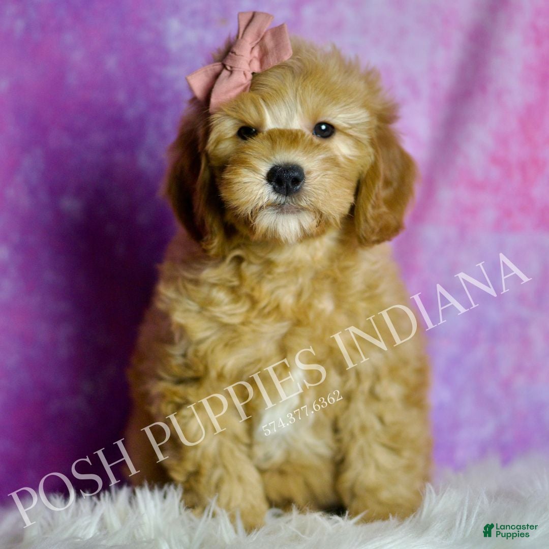 Mini Goldendoodle dogs Cleo - Ad 3