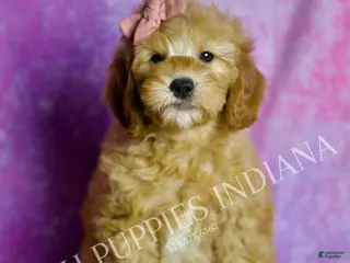 Mini Goldendoodle dogs Cleo - Ad 3