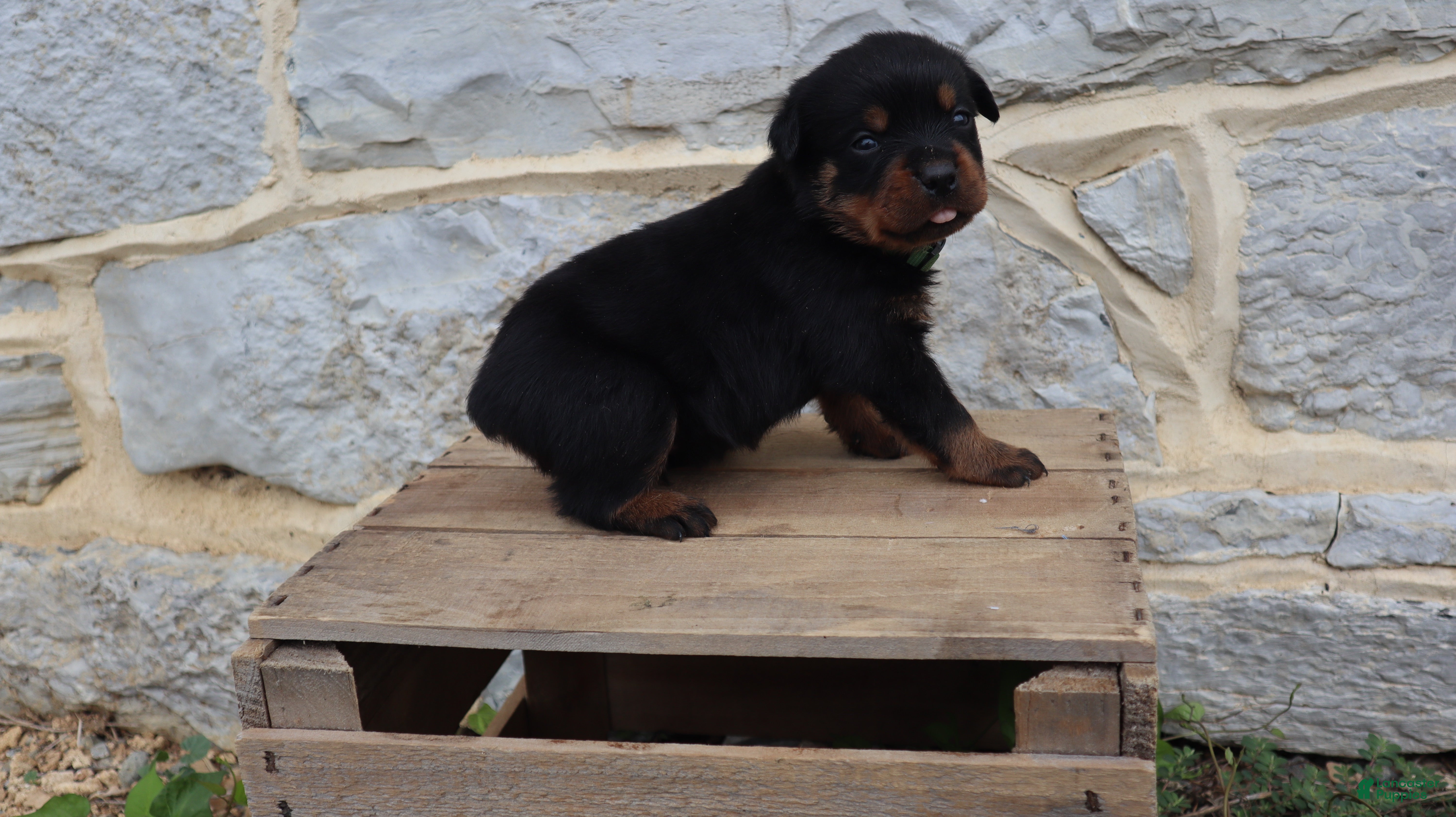 Rottweiler dogs Bardof - Ad 1