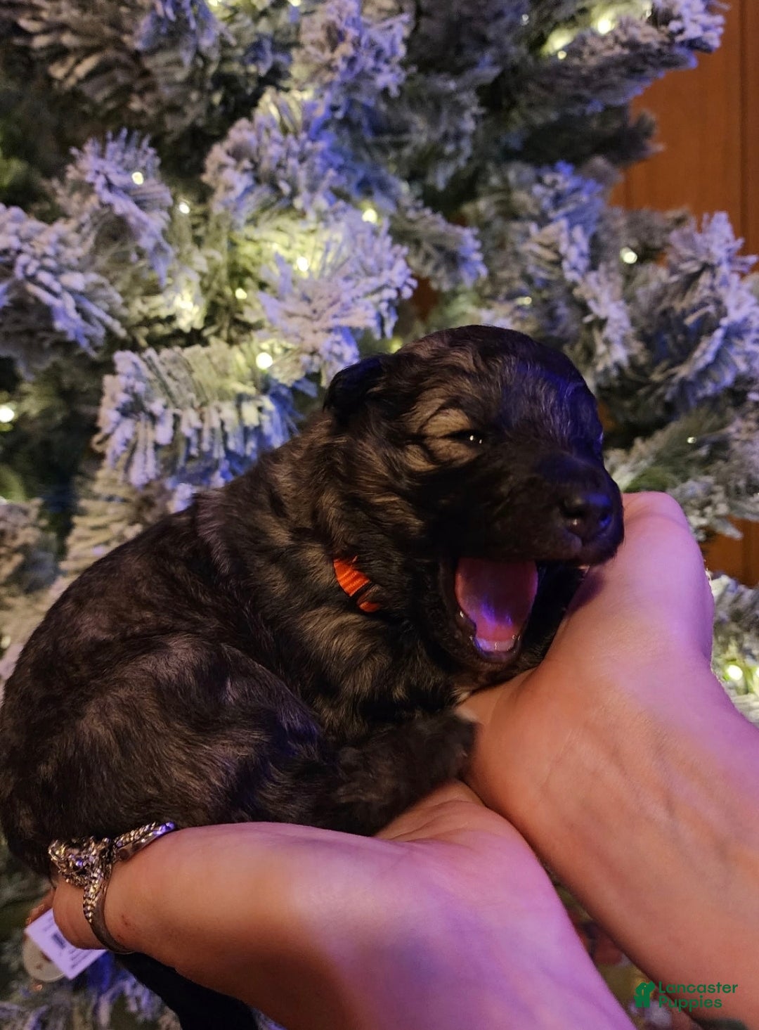 Mixed Breed dogs Eclipsa  - Ad 3