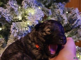 Mixed Breed dogs Eclipsa - Ad 3