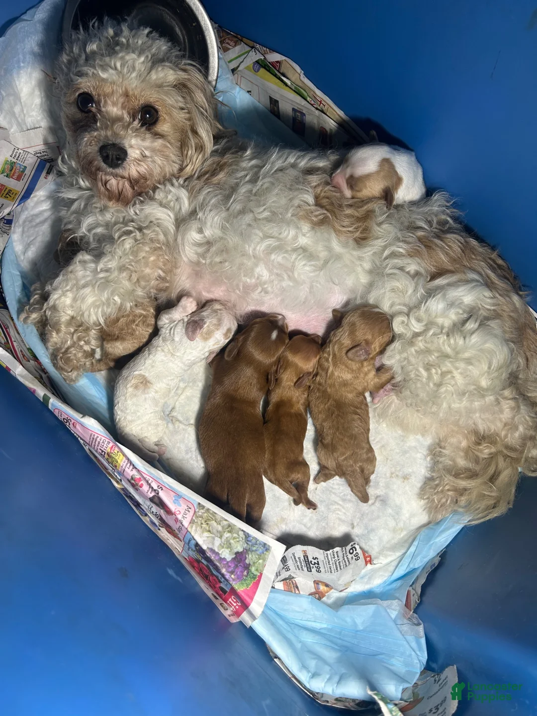 Cavapoo dogs for sale: Lucy - Ad 11