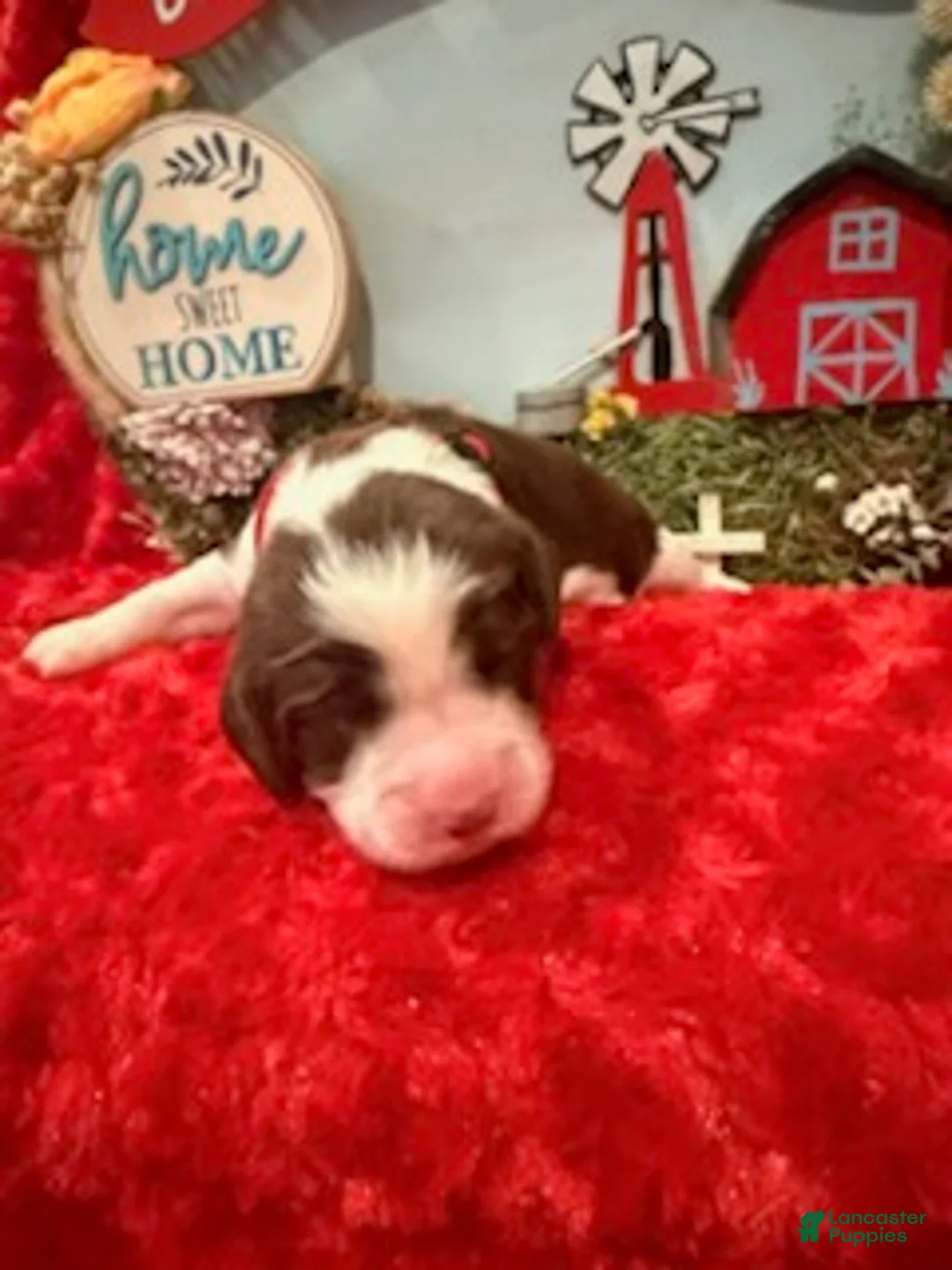 English Springer Spaniel dogs for sale: Red collar - Ad 4
