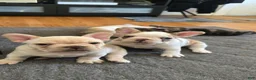 French Bulldog dogs for sale: French Bulldog Puppy 4 - Ad 3