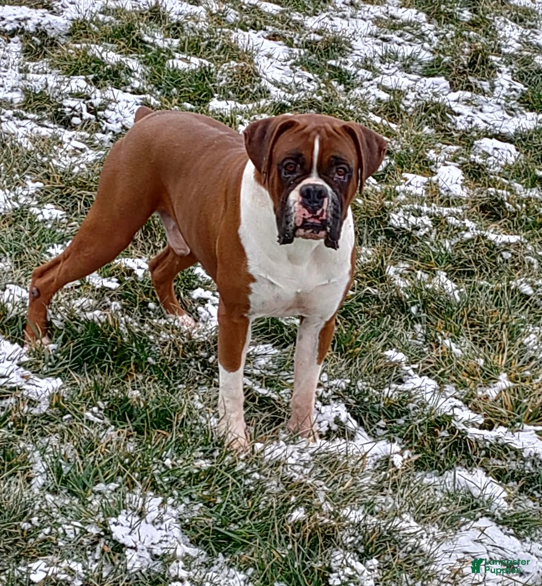Boxer dogs for sale: Boxer Puppy 1 - Ad 3