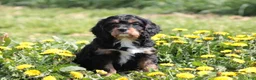 Cavapoo dogs for sale: Chucky - Ad 4
