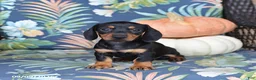 Miniature Dachshund dogs for sale: Honey - Ad 4