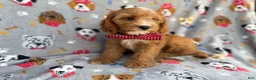Cavapoo dogs for sale: Chance - Ad 3