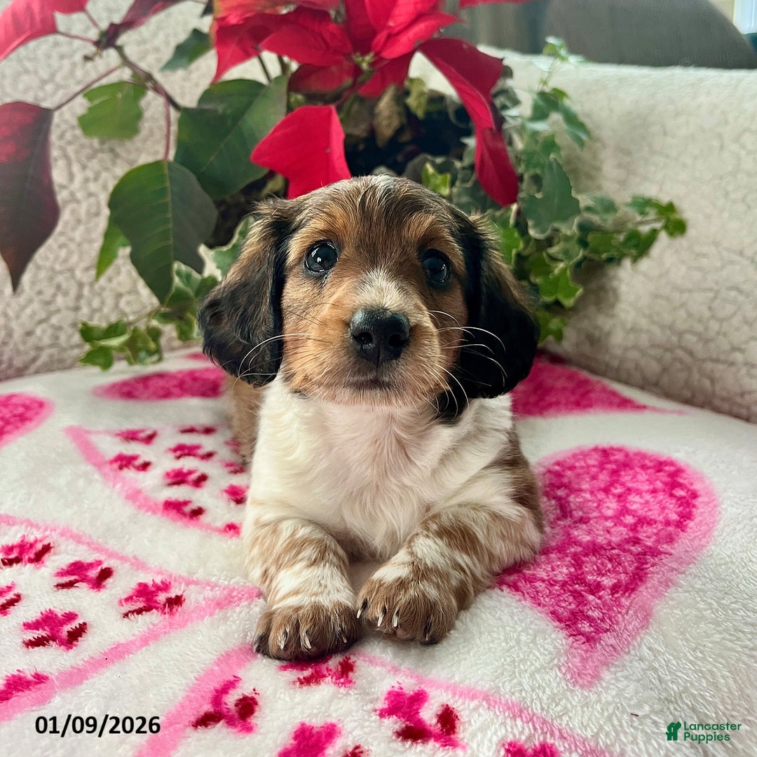 Miniature Dachshund dogs for sale: Jane - Ad 3