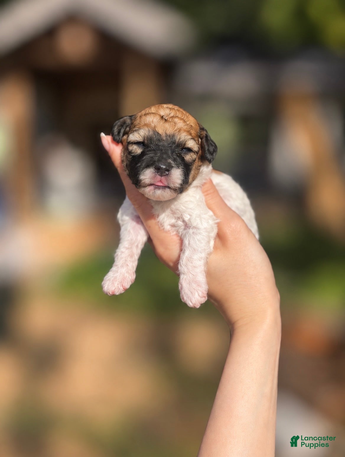 Toy Poodle dogs Gary - Ad 1