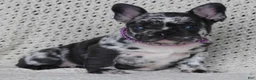 French Bulldog dogs for sale: yankee girl - Ad 1