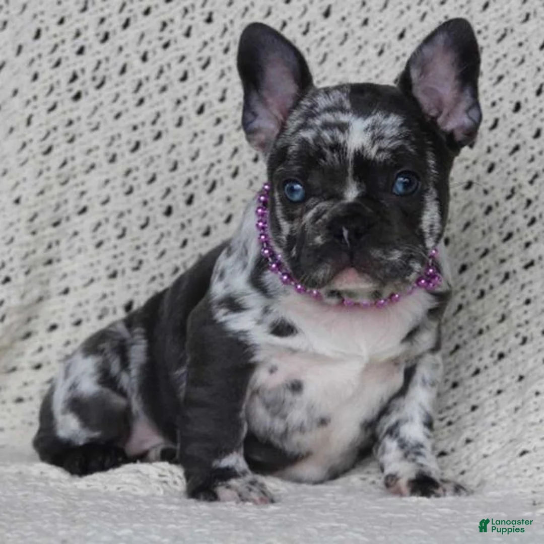 French Bulldog dogs for sale: yankee girl - Ad 1