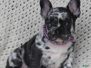French Bulldog dogs for sale: yankee girl - Ad 4