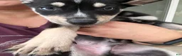 Pitsky dogs for sale: Pitsky 5 - Ad 1