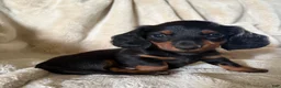 Miniature Dachshund dogs for sale: Sawyer - Ad 5