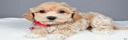 Maltipoo dogs for sale: Misty - Ad 4