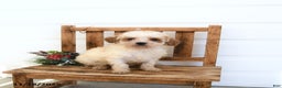 Miniature Poodle dogs for sale: Ava  - Ad 1