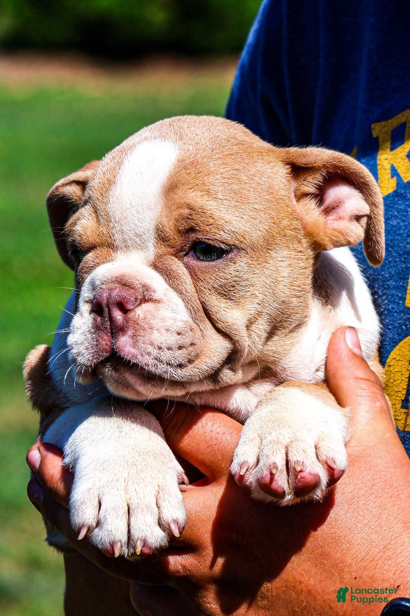 English Bulldog dogs Daisy - Ad 2