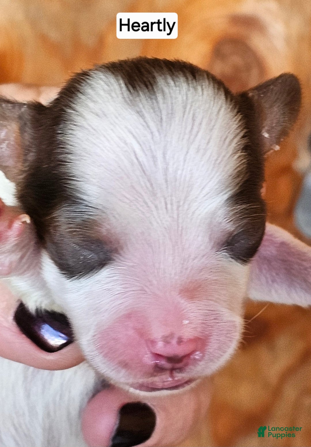 Miniature Dachshund dogs for sale: Heartly Long-haired  - Ad 1