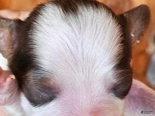 Miniature Dachshund dogs Heartly Long-haired - Ad 26