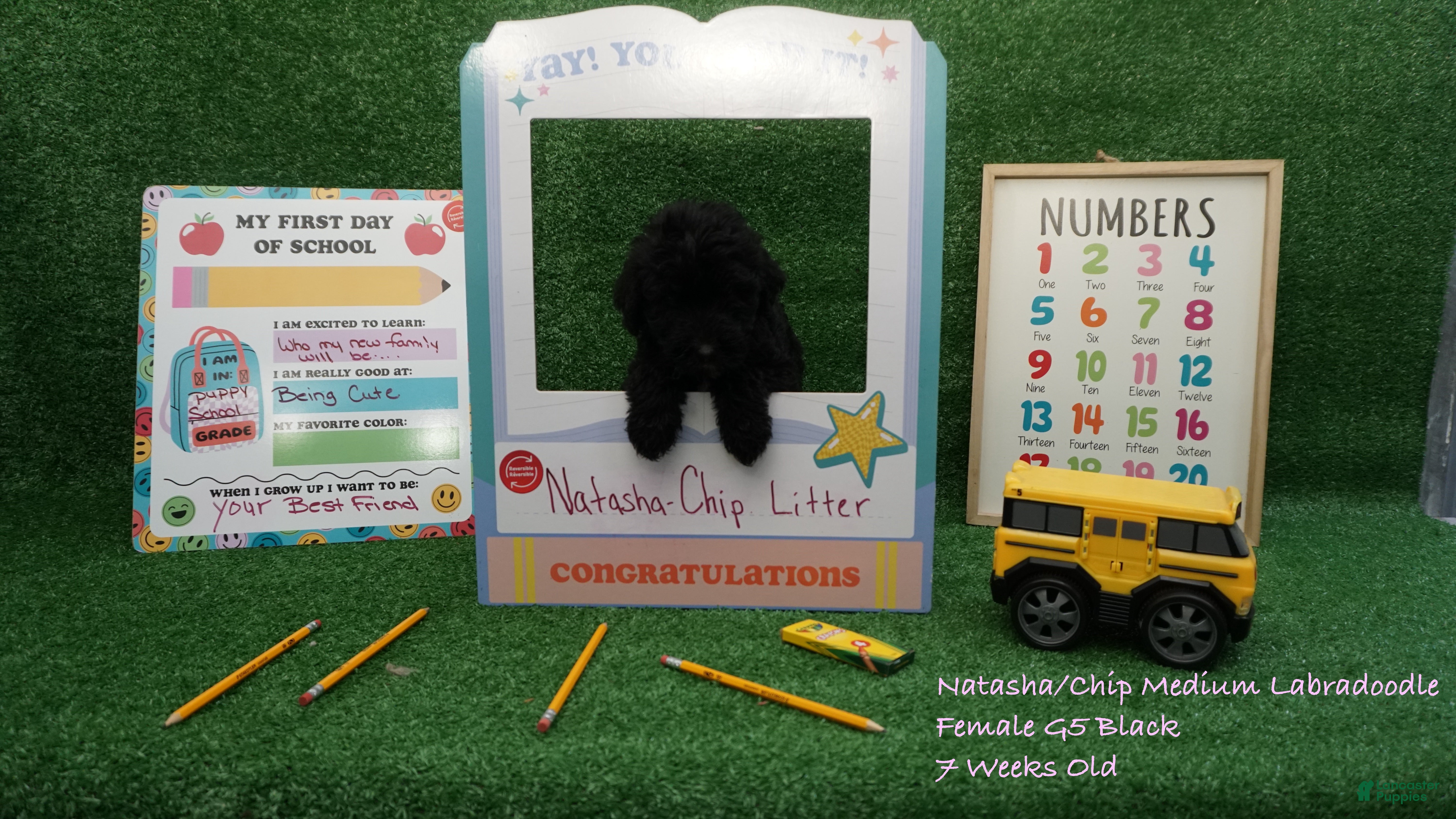 Labradoodle dogs NC G5 Black - Ad 1