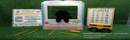 Labradoodle dogs for sale: NC G5 Black - Ad 1