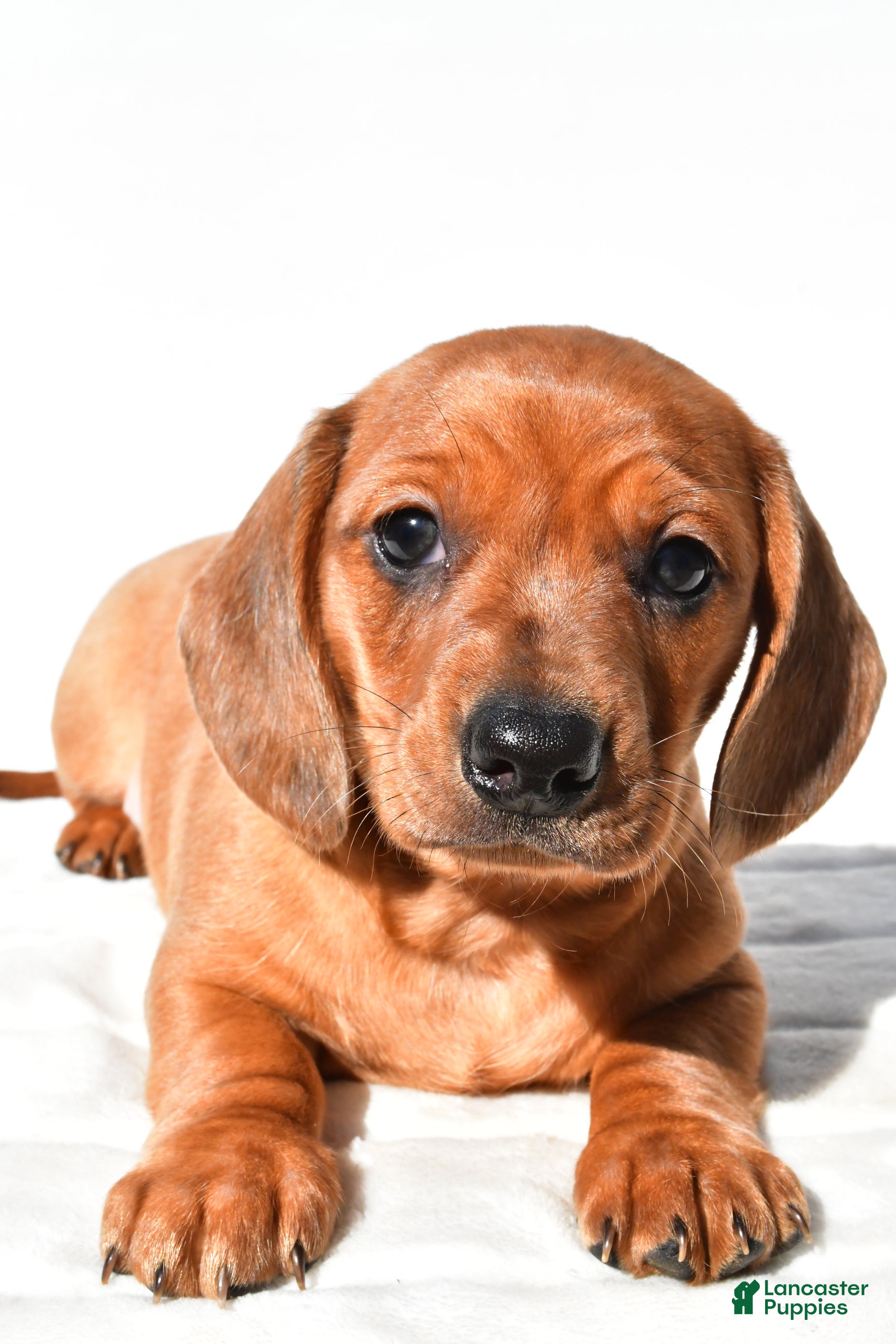 Dachshund dogs Tyler  - Ad 2