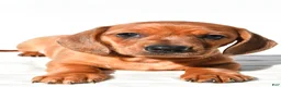 Dachshund dogs for sale: Tyler  - Ad 2