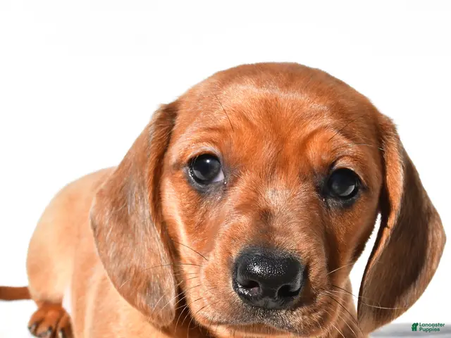 Dachshund dogs Tyler - Ad 2