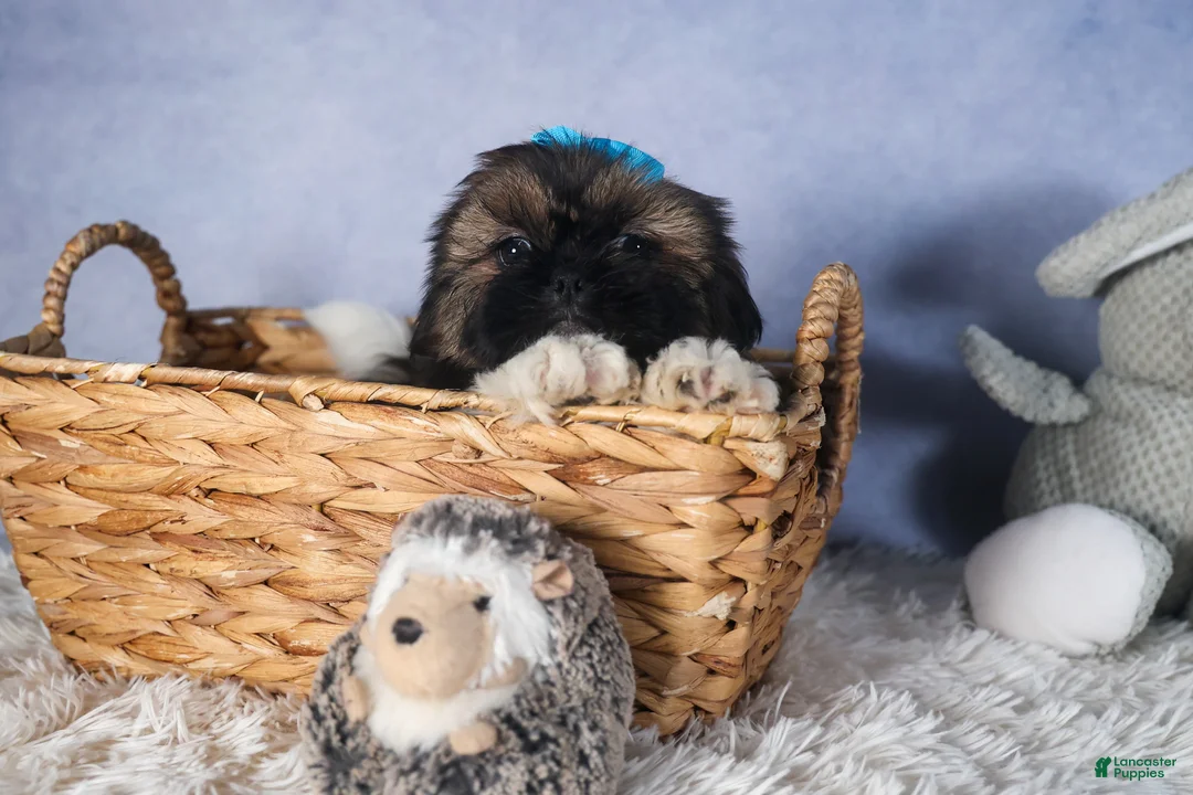 Shih Tzu dogs for sale: JOEY - Ad 5