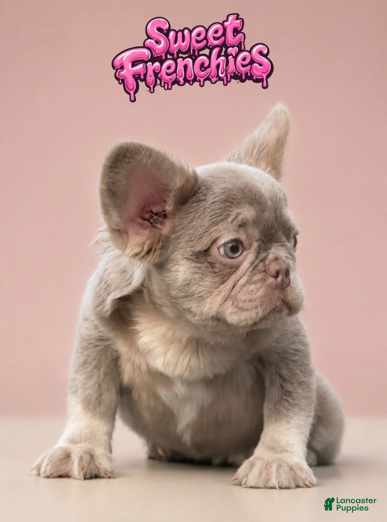 French Bulldog dogs Britney - Ad 2