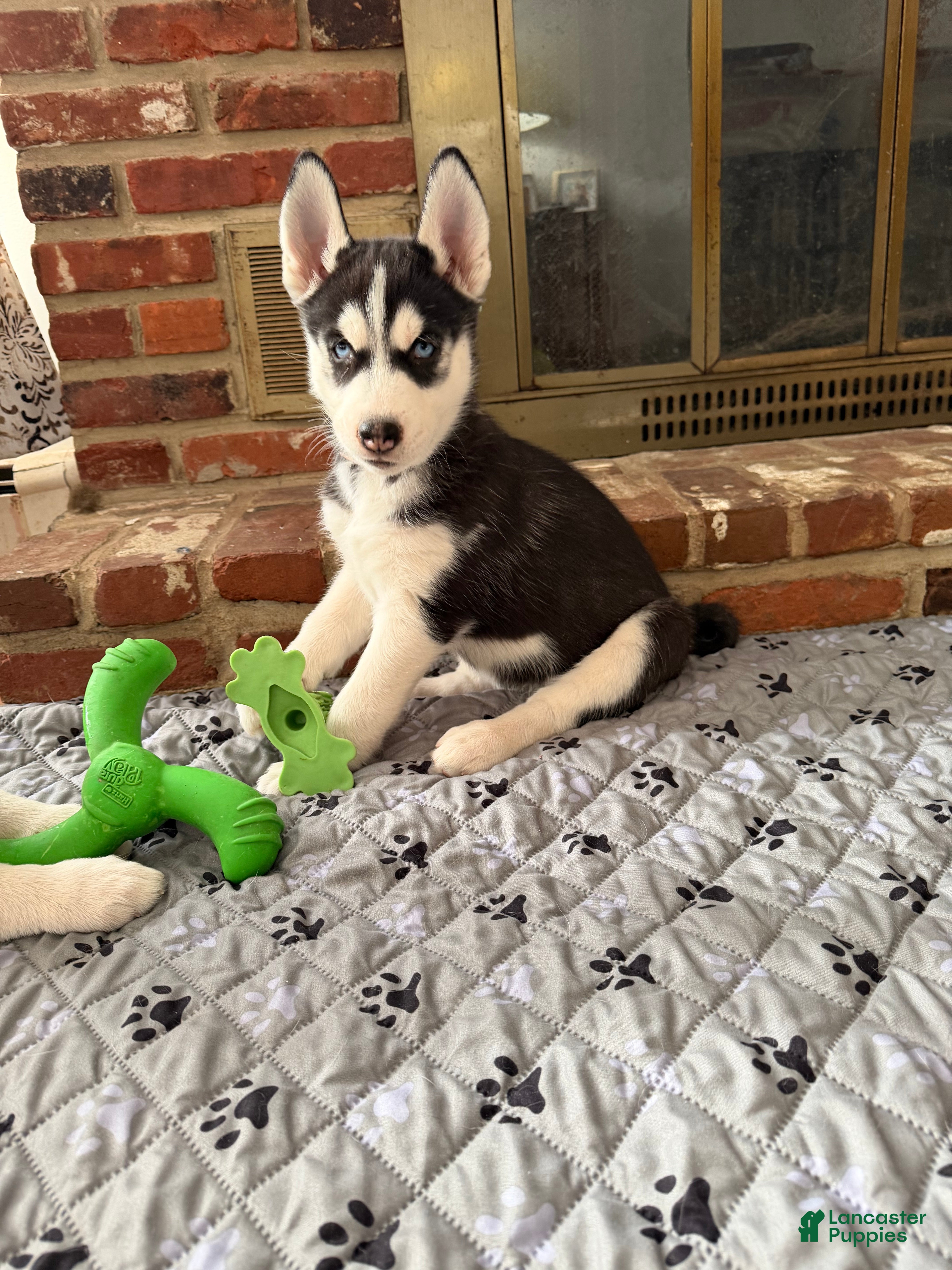 Siberian Husky dogs Siberian Husky Puppy 5 - Ad 9