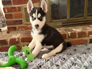 Siberian Husky dogs Siberian Husky Puppy 5 - Ad 9