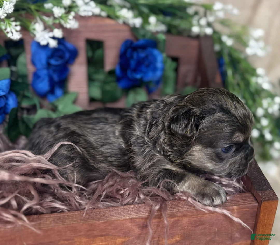 French Bulldog dogs for sale: TWINKLE - Ad 5