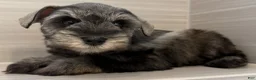 Miniature Schnauzer dogs for sale: Buzz - Ad 6