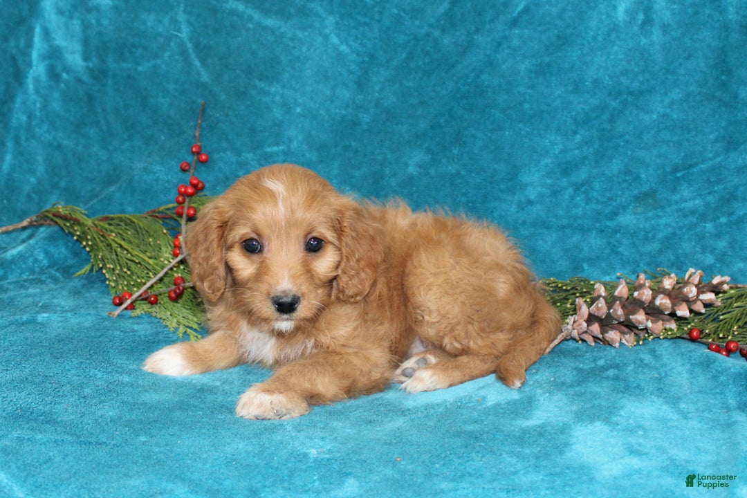 Mini Goldendoodle dogs for sale: Sandy - Ad 3